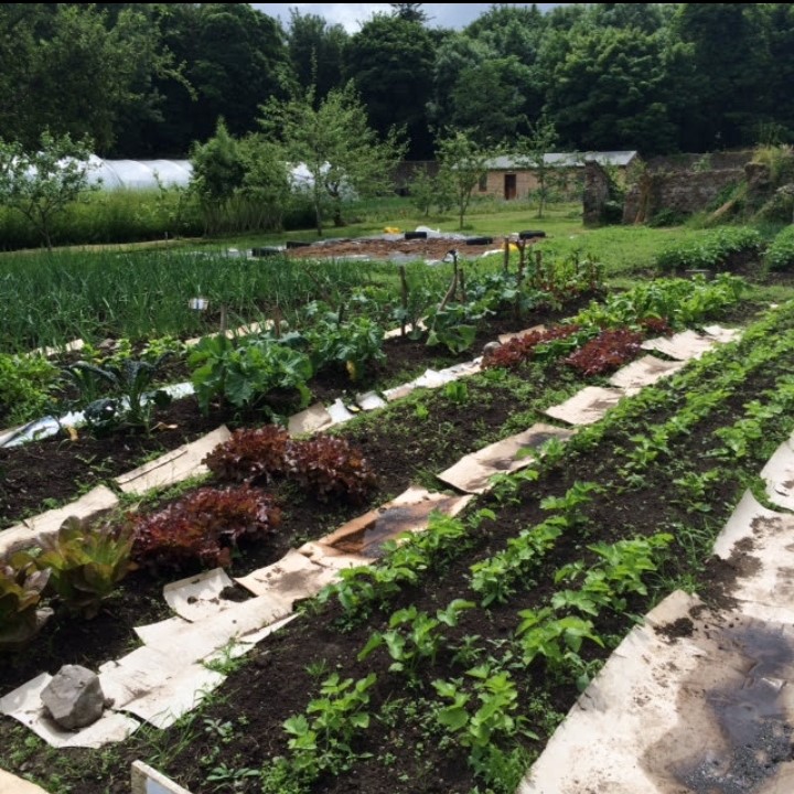 North Mayo Heritage Centre Organic Garden drills of lettuce and other vegetables