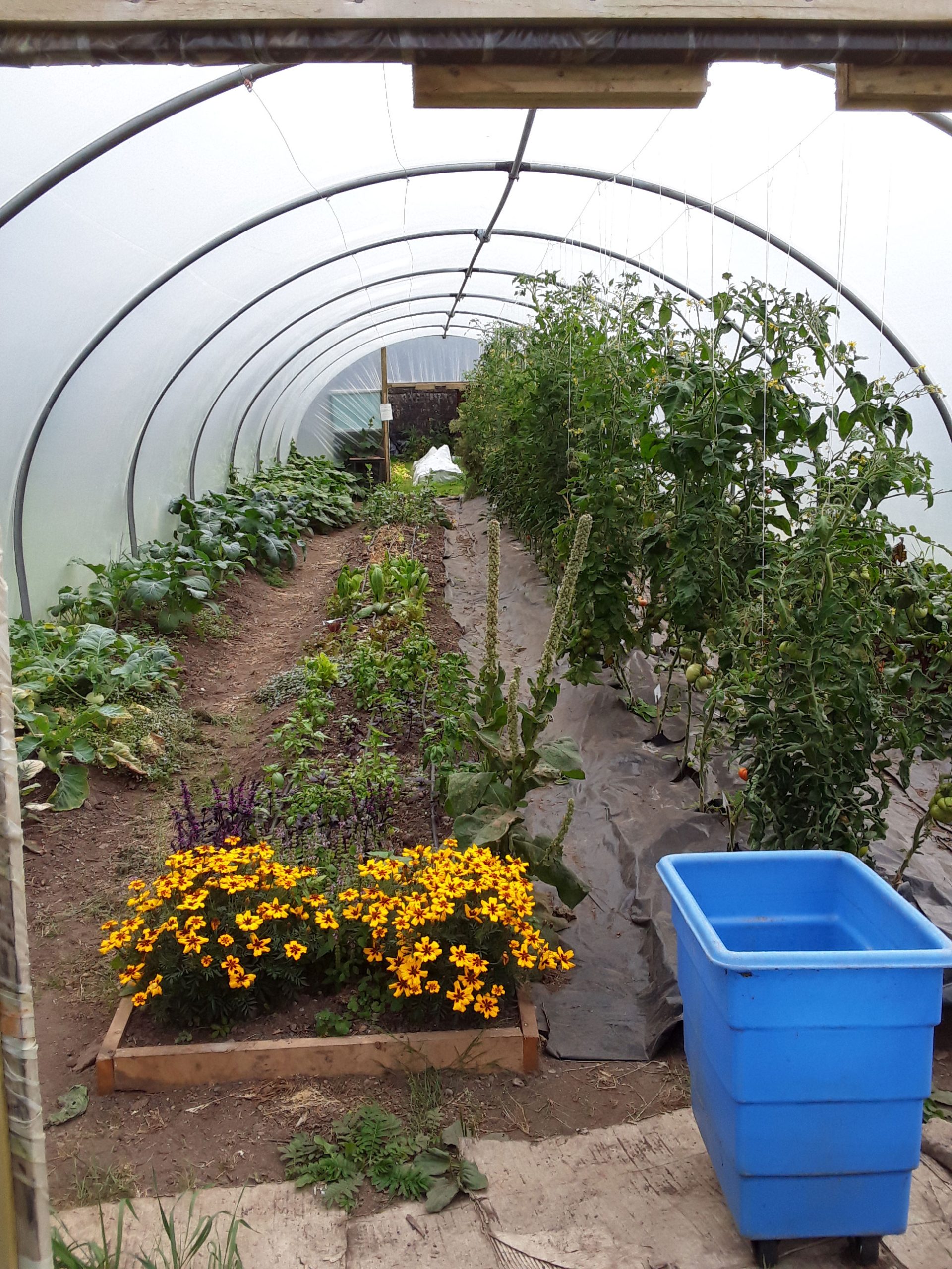 NMHC Organic Garden Polytunnel