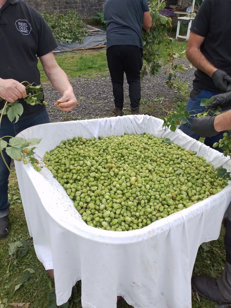 NMH Organic Hop Harvest