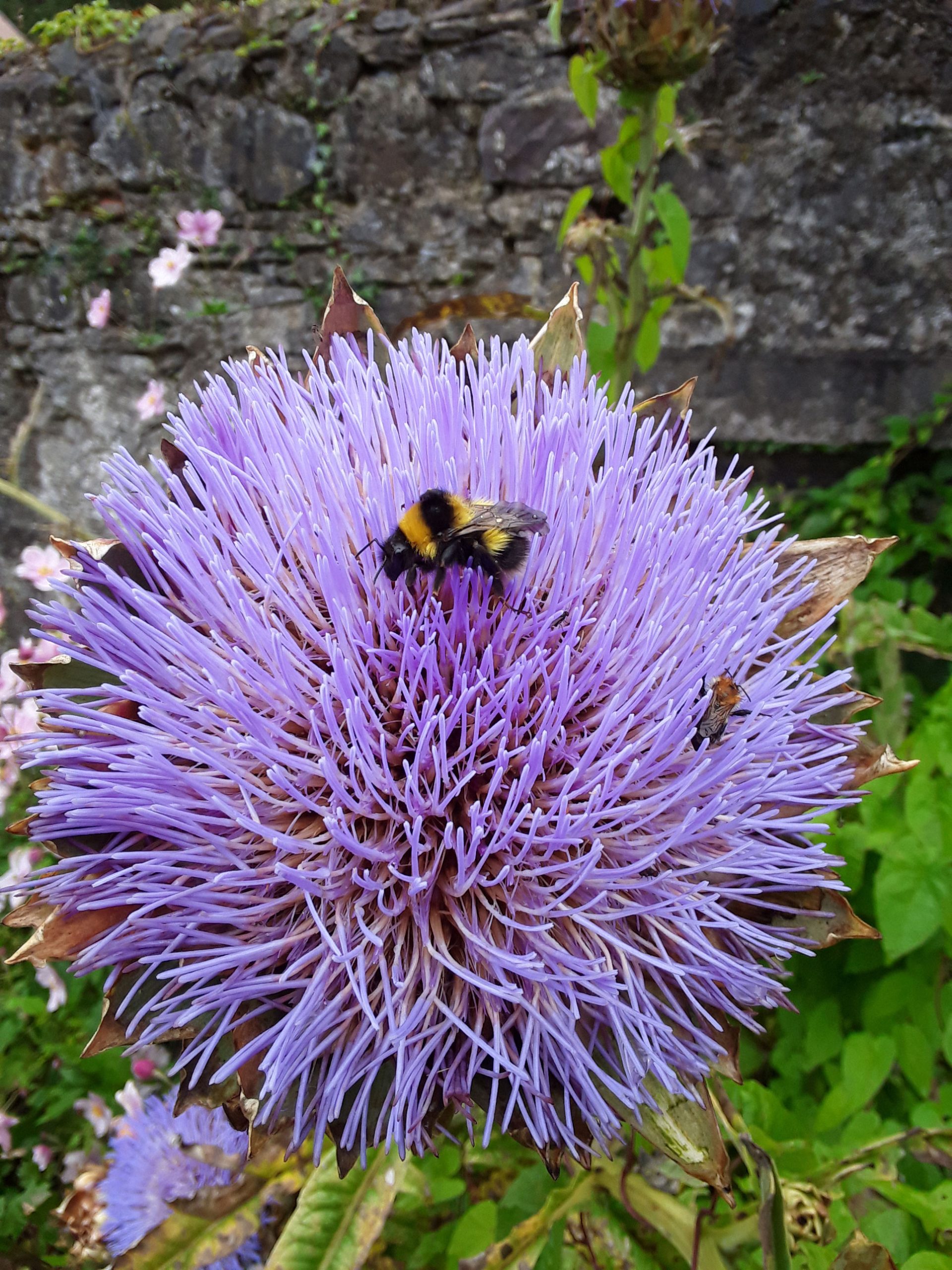 Bee on flower at North Mayo Heritage Centre Garden