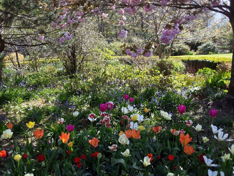 Tulip display in the Ornamental Garden