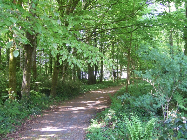 Woodland walk trail through trees